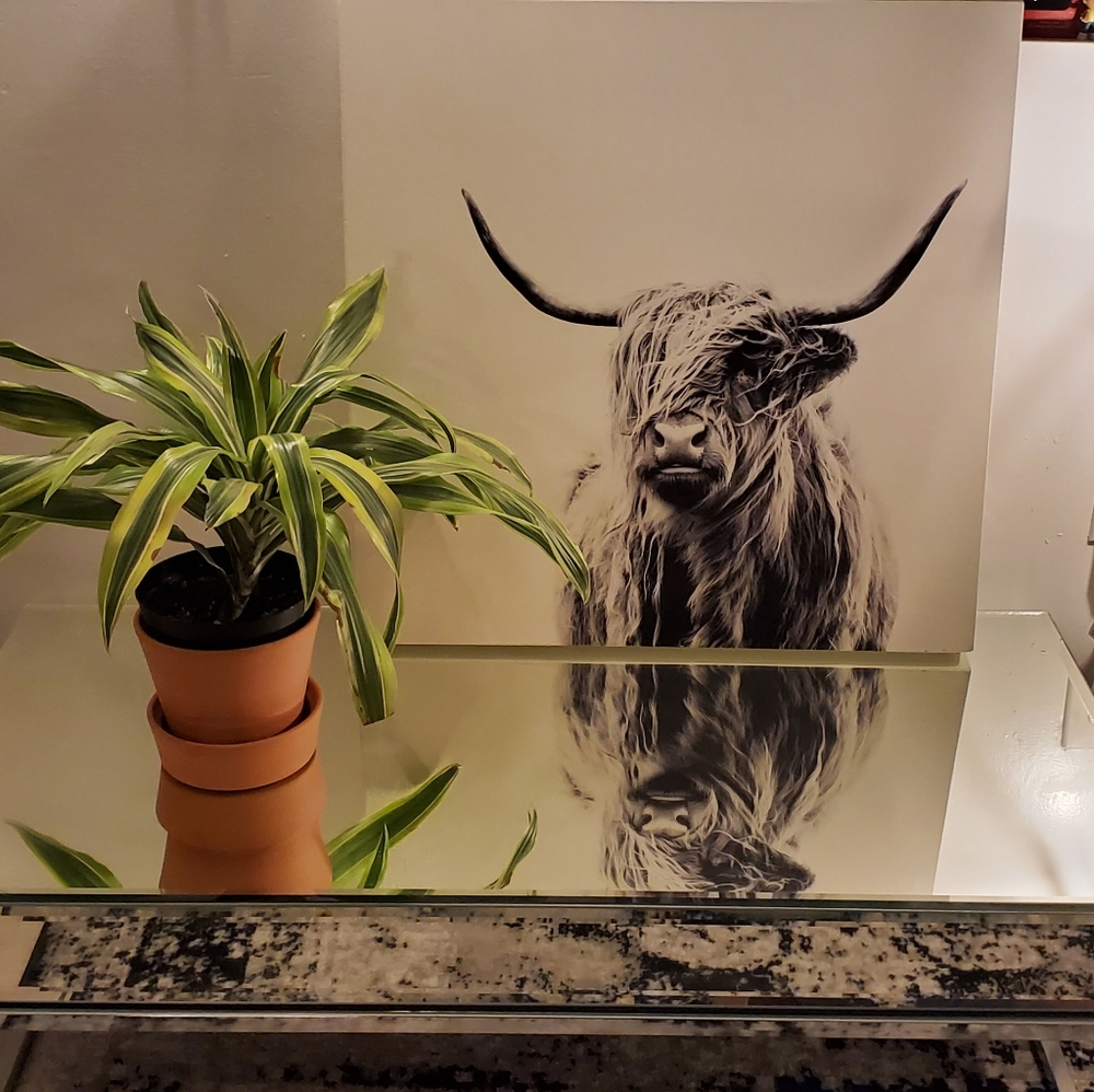 Portrait of a Bull